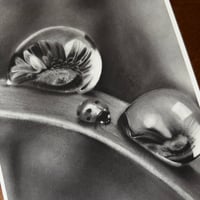 Image 4 of “Morning gems” mini matted fine art prints 