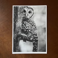 Image 4 of “Peek-a-hoo” mini matted fine art print 