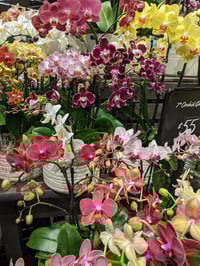 Image 2 of Pillow Talk 