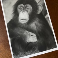 Image 3 of “A friendly chimp” mini matted fine art print 