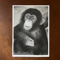 Image 4 of “A friendly chimp” mini matted fine art print 