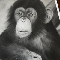 Image 5 of “A friendly chimp” mini matted fine art print 