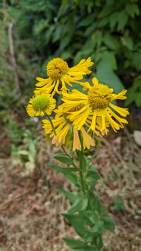 Image 1 of Sneezeweed/Helen's Flower : Helenium autumnale