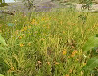 Image 2 of Sneezeweed/Helen's Flower : Helenium autumnale