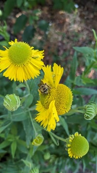 Image 3 of Sneezeweed/Helen's Flower : Helenium autumnale