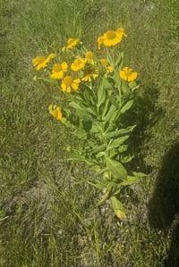 Image 4 of Sneezeweed/Helen's Flower : Helenium autumnale