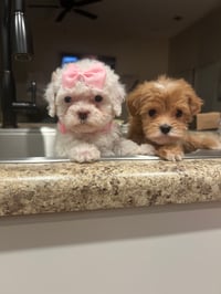Image 1 of Maltipoo’s 