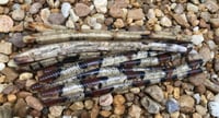 Image 2 of  Worm 6.5" 
