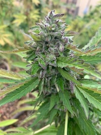 Image 2 of Lemon Cherrioz (LCO’Z X Lantz F2)