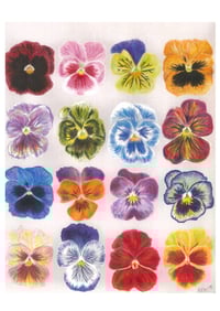 Pansies print- watercolour and pencil 