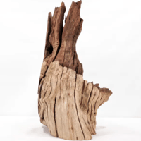 Image 3 of Tidal Dreams  