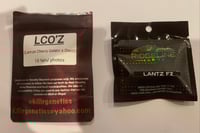 Image 3 of Lemon Cherrioz (LCO’Z X Lantz F2)