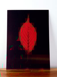 Image 2 of Forest Finds 01