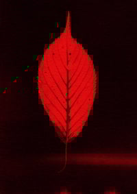 Image 1 of Forest Finds 01