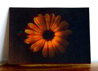 Image 2 of Calendula 01