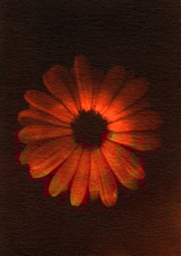 Image 1 of Calendula 01