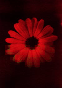 Calendula 02