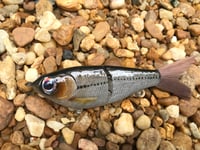 Image 2 of Custom Airbrushed Glide Bait 7310