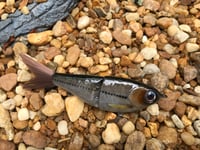 Image 3 of Custom Airbrushed Glide Bait 7310