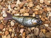 Image 2 of Custom Airbrushed Glide Bait 7349