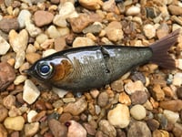 Image 1 of  Custom Airbrushed Glide Bait 7376