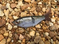 Image 1 of Custom Airbrushed Glide Bait 7451
