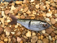Image 3 of Custom Airbrushed Glide Bait 7451