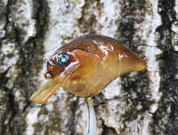 Image 7 of Custom Airbrushed S-CRANK 1.5 Squarebill Crankbait  7640