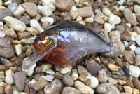 Image 1 of Custom Airbrushed S-CRANK 1.5 Squarebill Crankbait  7673