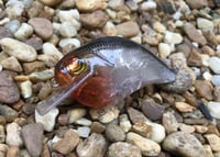 Image 2 of Custom Airbrushed S-CRANK 1.5 Squarebill Crankbait  7673