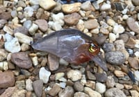 Image 4 of Custom Airbrushed S-CRANK 1.5 Squarebill Crankbait  7673