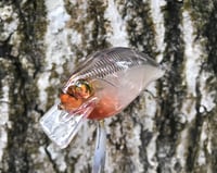 Image 8 of Custom Airbrushed S-CRANK 1.5 Squarebill Crankbait  7673