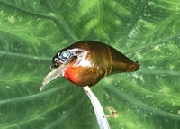 Image 10 of  Custom Airbrushed S-CRANK 1.5 Squarebill Crankbait  7718