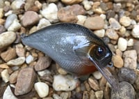Image 1 of Custom Airbrushed S-CRANK 1.5 Squarebill Crankbait  7802