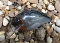 Image 2 of Custom Airbrushed S-CRANK 1.5 Squarebill Crankbait  7802