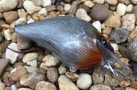Image 3 of Custom Airbrushed S-CRANK 1.5 Squarebill Crankbait  7802