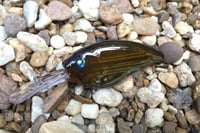 Image 1 of Custom Airbrushed Crankbait 7886