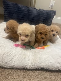 Image 1 of Toy Poodles 