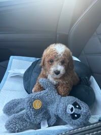 Image 2 of Toy Poodles 