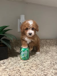 Image 3 of Toy Poodles 
