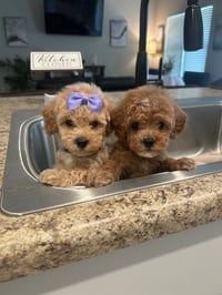 Image 4 of Toy Poodles 