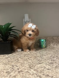 Image 2 of Maltipoo’s 