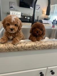 Image 3 of Maltipoo’s 