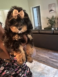 Image 4 of Maltipoo’s 