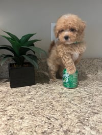 Image 5 of Maltipoo’s 