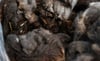 Targhee - Washed Fleece by the Pound