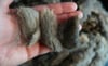 Targhee - Washed Fleece by the Pound