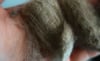 Targhee - Washed Fleece by the Pound