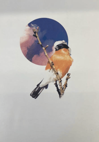 Image 2 of Bullfinch