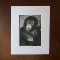 Image 1 of “A friendly chimp” mini matted fine art print 